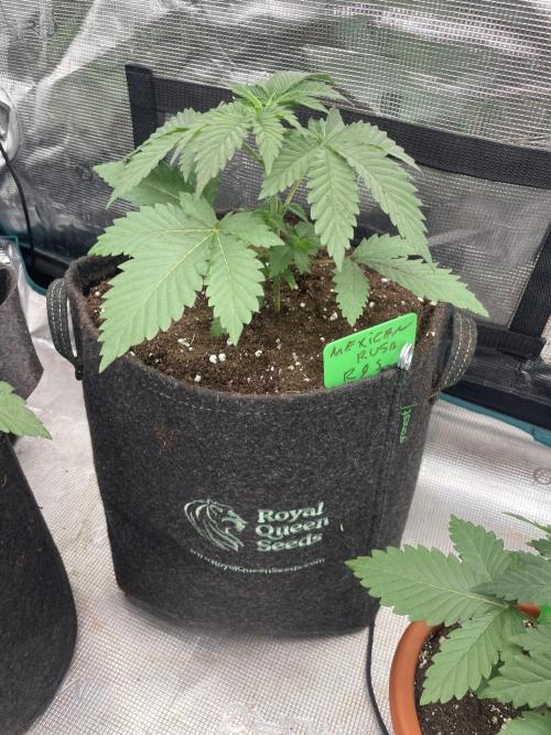 Mexican rush. Week 3