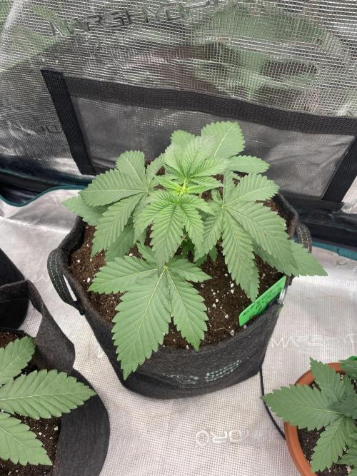 Mexican Rush. Week 3