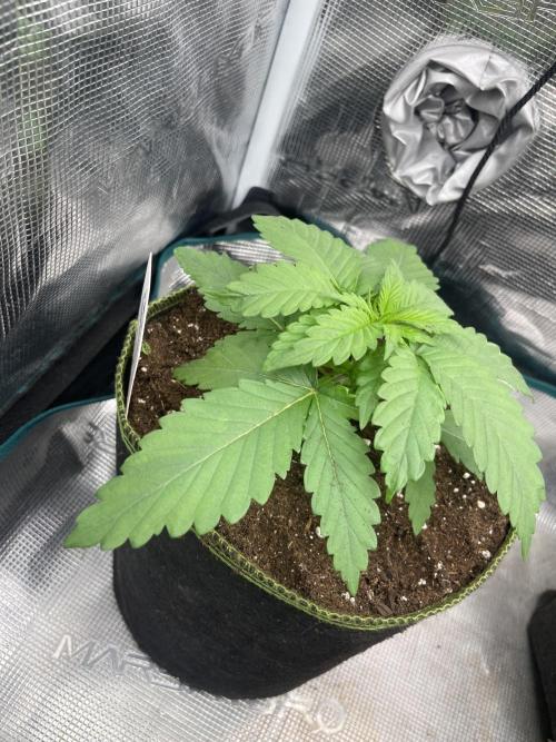 Cherry 🍒 Dream 💭. Week 3