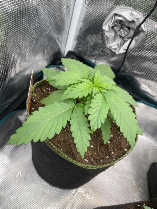 Cherry 🍒 Dream 💭. Week 3