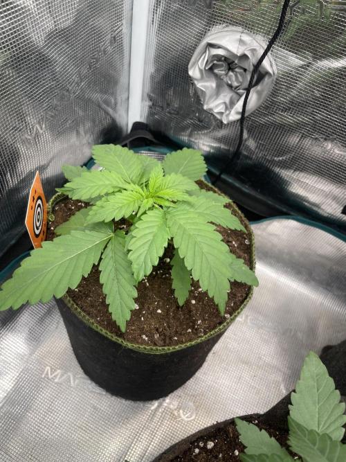 Cherry 🍒 Dream 💭. Week 3