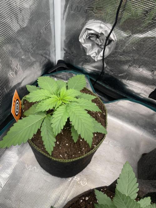 Cherry 🍒 Dream 💭. Week 3