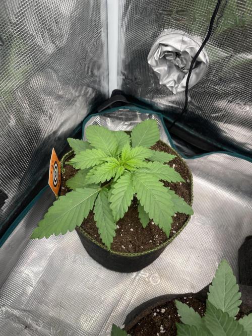 Cherry 🍒 Dream 💭. Week 3