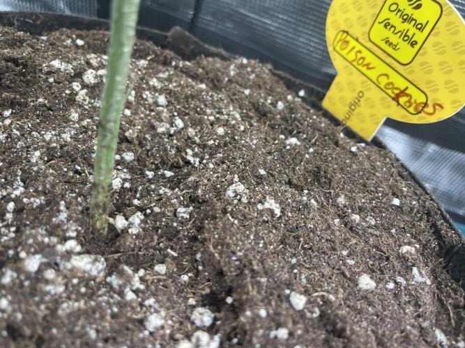 C.C.G / O.S.S Grow Event Poison cookies. Week 4