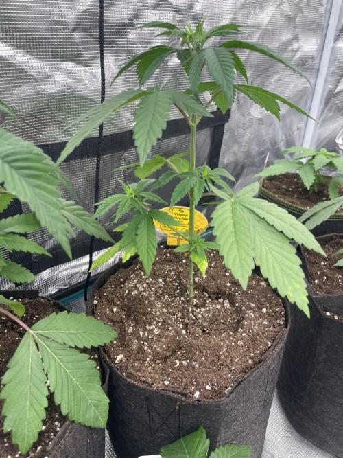 C.C.G / O.S.S Grow Event Poison cookies. Week 4