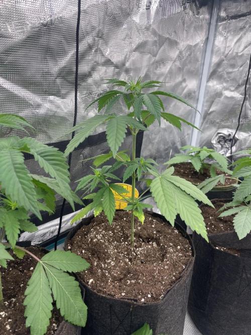C.C.G / O.S.S Grow Event Poison cookies. Week 4