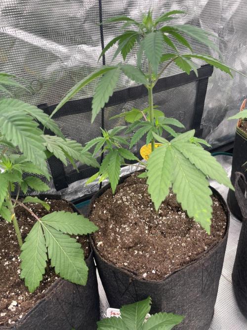 C.C.G / O.S.S Grow Event Poison cookies. Week 4