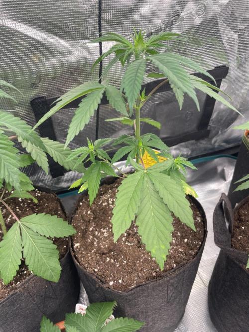 C.C.G / O.S.S Grow Event Poison cookies. Week 4