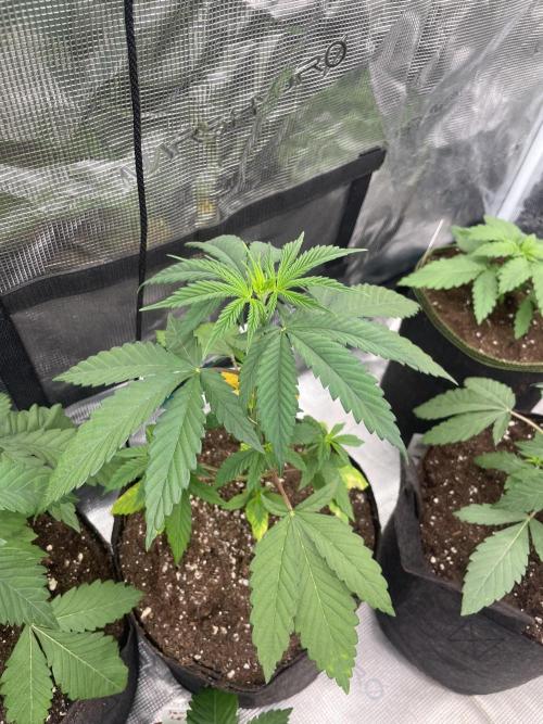 C.C.G / O.S.S Grow Event Poison cookies. Week 4