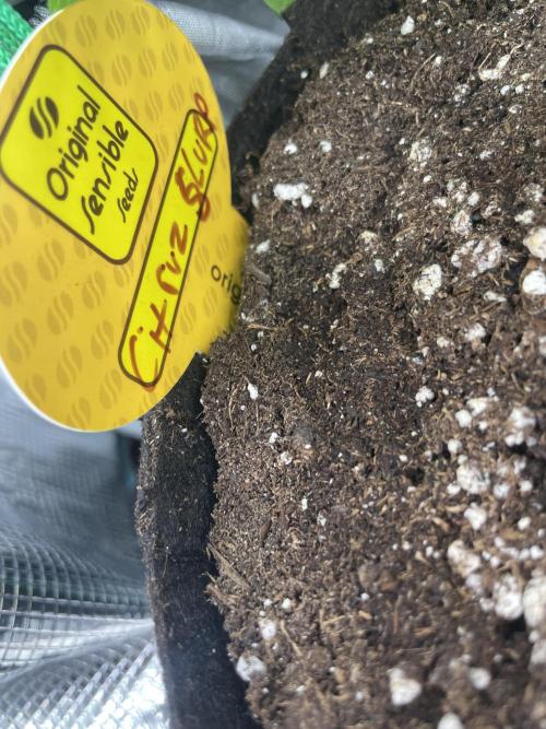 C.C.G / O.S.S Grow Event Citrus Slurp. Week 4