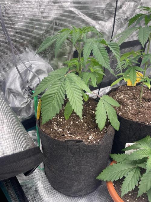 C.C.G / O.S.S Grow Event Citrus Slurp. Week 4