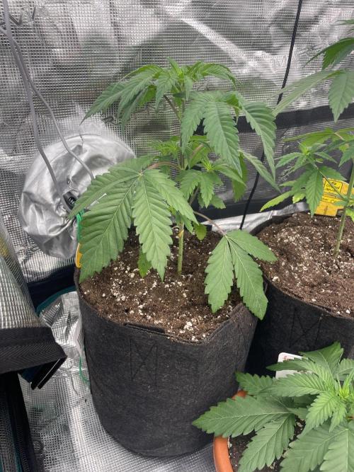 C.C.G / O.S.S Grow Event Citrus Slurp. Week 4