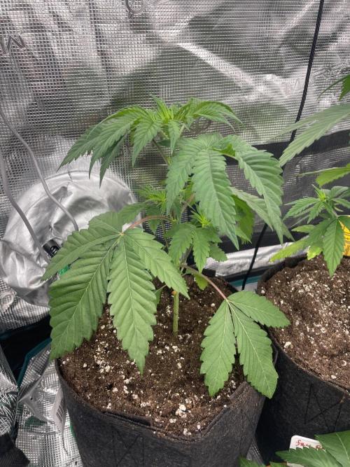 C.C.G / O.S.S Grow Event Citrus Slurp. Week 4