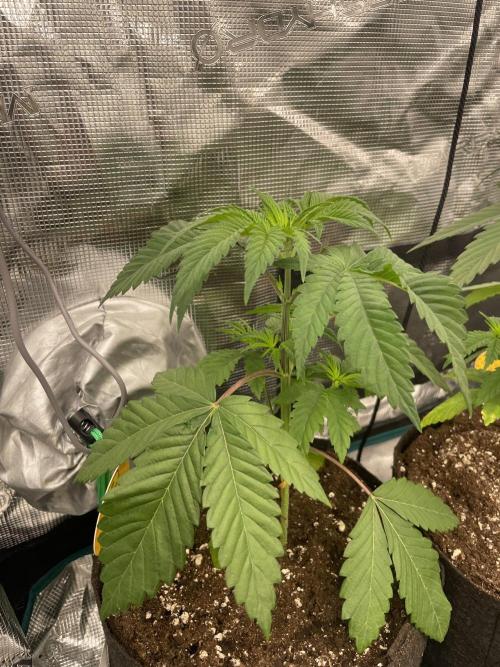 C.C.G / O.S.S Grow Event Citrus Slurp. Week 4