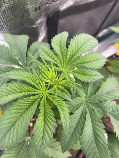C.C.G / O.S.S Grow Event Citrus Slurp. Week 4