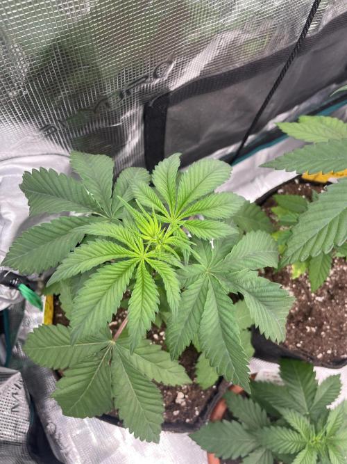 C.C.G / O.S.S Grow Event Citrus Slurp. Week 4