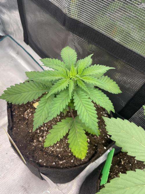 C.C.G / O.S.S Grow Event Banana Fumes. Week 4