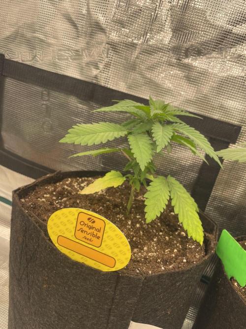 C.C.G / O.S.S Grow Event Banana Fumes. Week 4