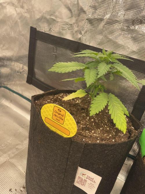 C.C.G / O.S.S Grow Event Banana Fumes. Week 4