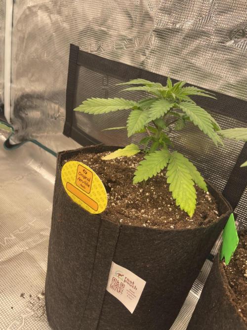 C.C.G / O.S.S Grow Event Banana Fumes. Week 4