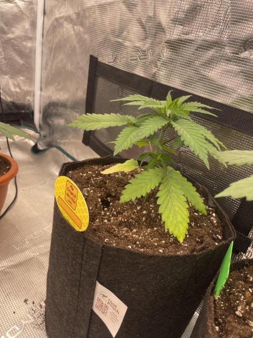 C.C.G / O.S.S Grow Event Banana Fumes. Week 4