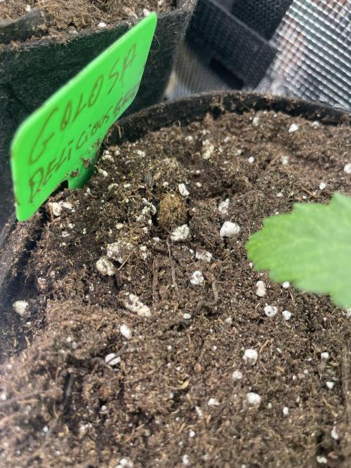 Golosa. Week 3