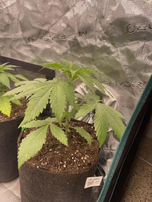 Golosa. Week 3