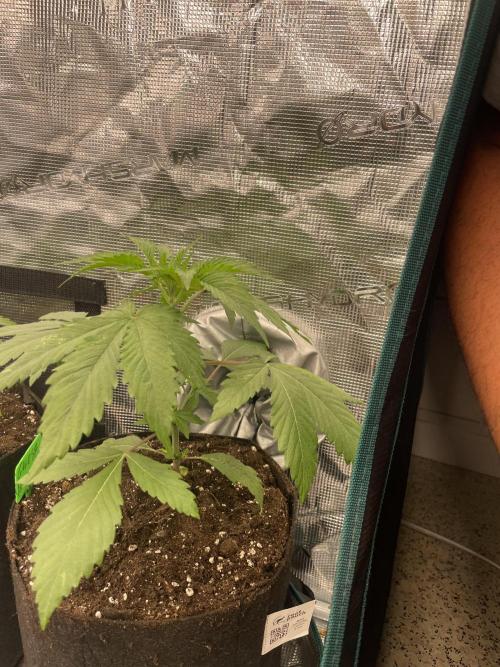 Golosa. Week 3