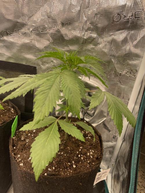 Golosa. Week 3