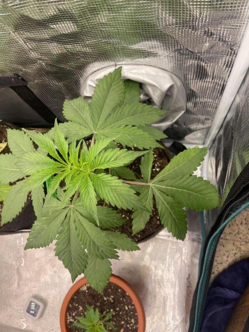 Golosa. Week 3
