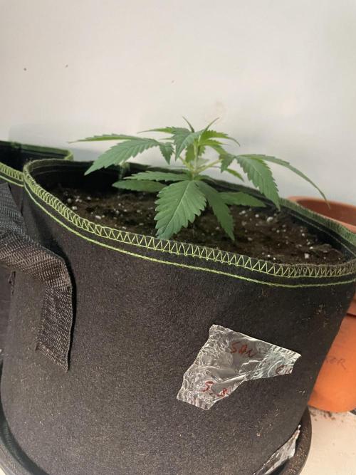 San Fernando lemon kush. Week 3