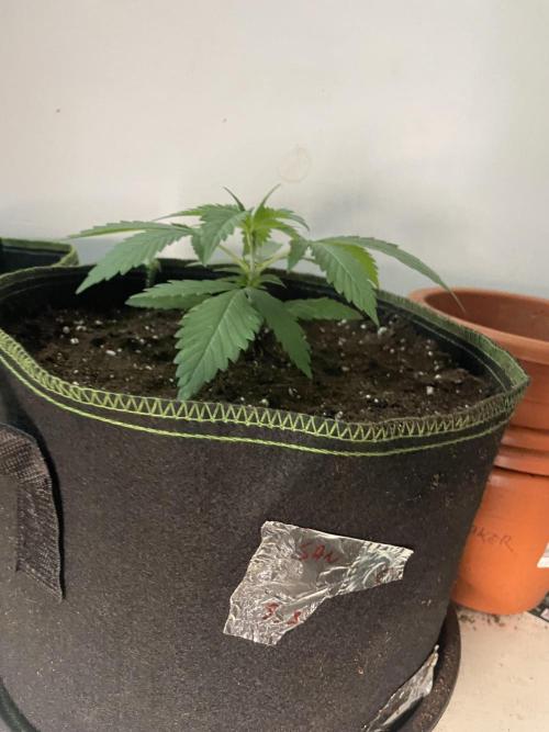 San Fernando lemon kush. Week 3