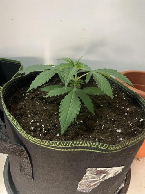 San Fernando lemon kush. Week 3