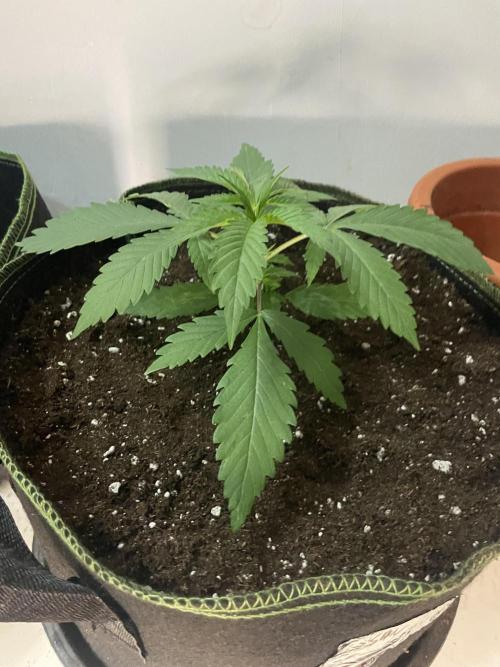 San Fernando lemon kush. Week 3