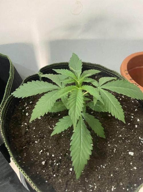San Fernando lemon kush. Week 3