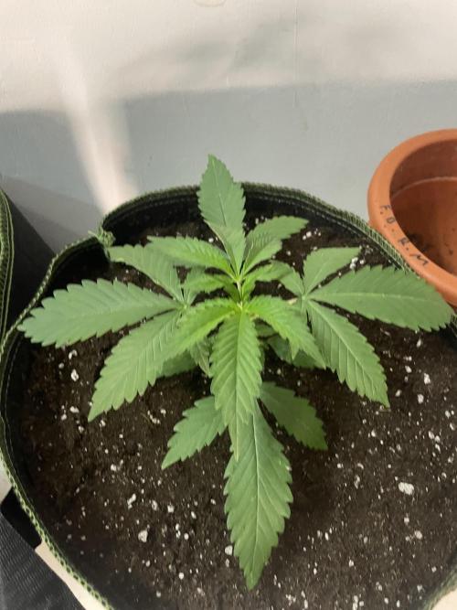 San Fernando lemon kush. Week 3