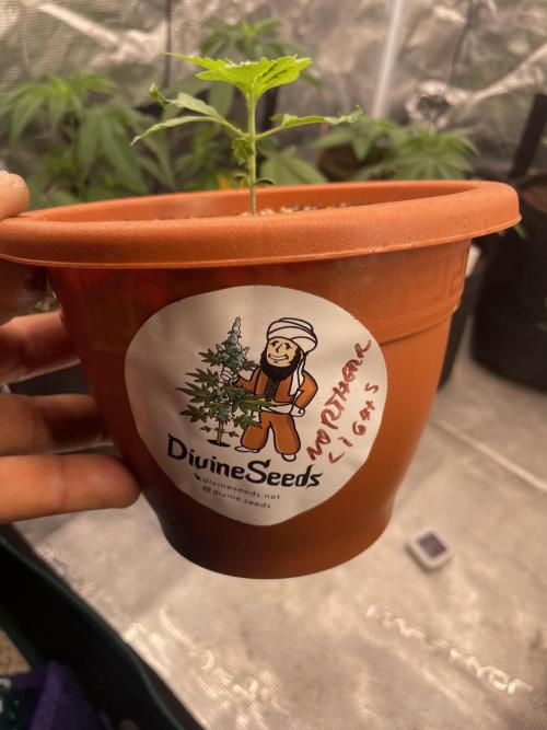 Northern lights. Week 3