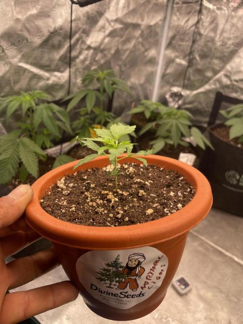 Northern lights. Week 3