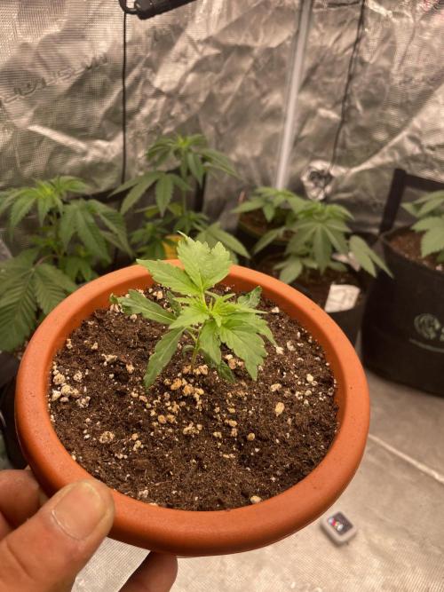 Northern lights. Week 3
