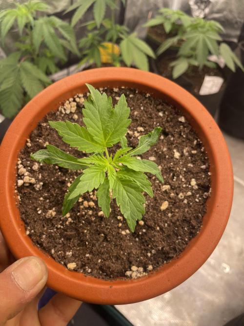 Northern lights. Week 3