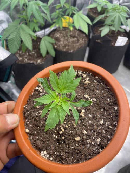 Northern lights. Week 3