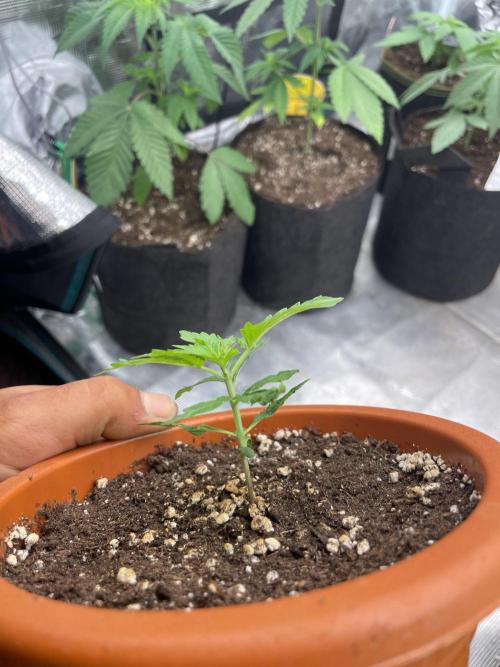 Northern lights. Week 3
