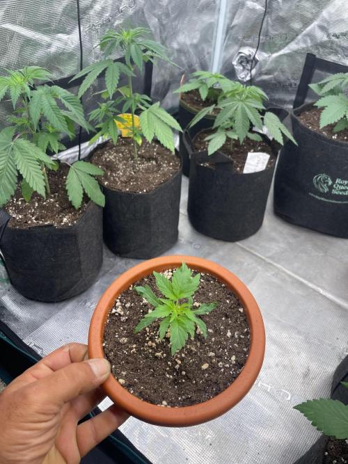 Northern lights. Week 3