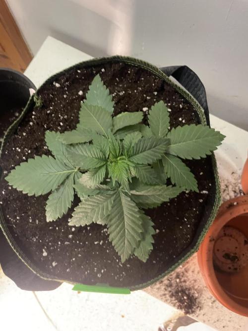 Blueberry. Week 3