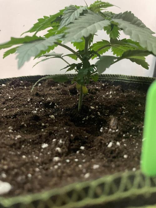 Blueberry. Week 3