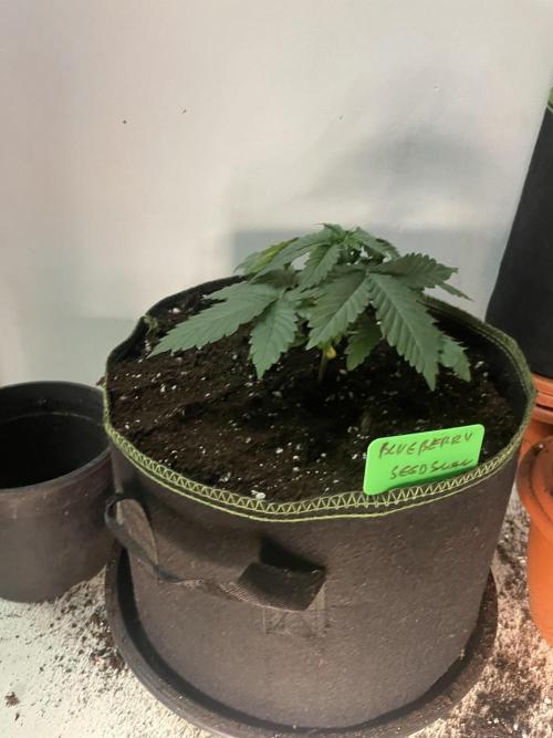 Blueberry. Week 3