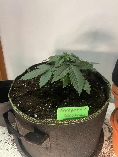 Blueberry. Week 3