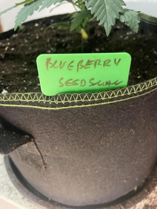 Blueberry. Week 3