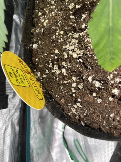 C.C.G / O.S.S Grow Event Citrus Slurp. Week 5