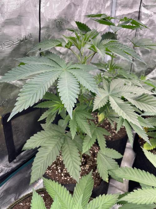 C.C.G / O.S.S Grow Event Citrus Slurp. Week 5
